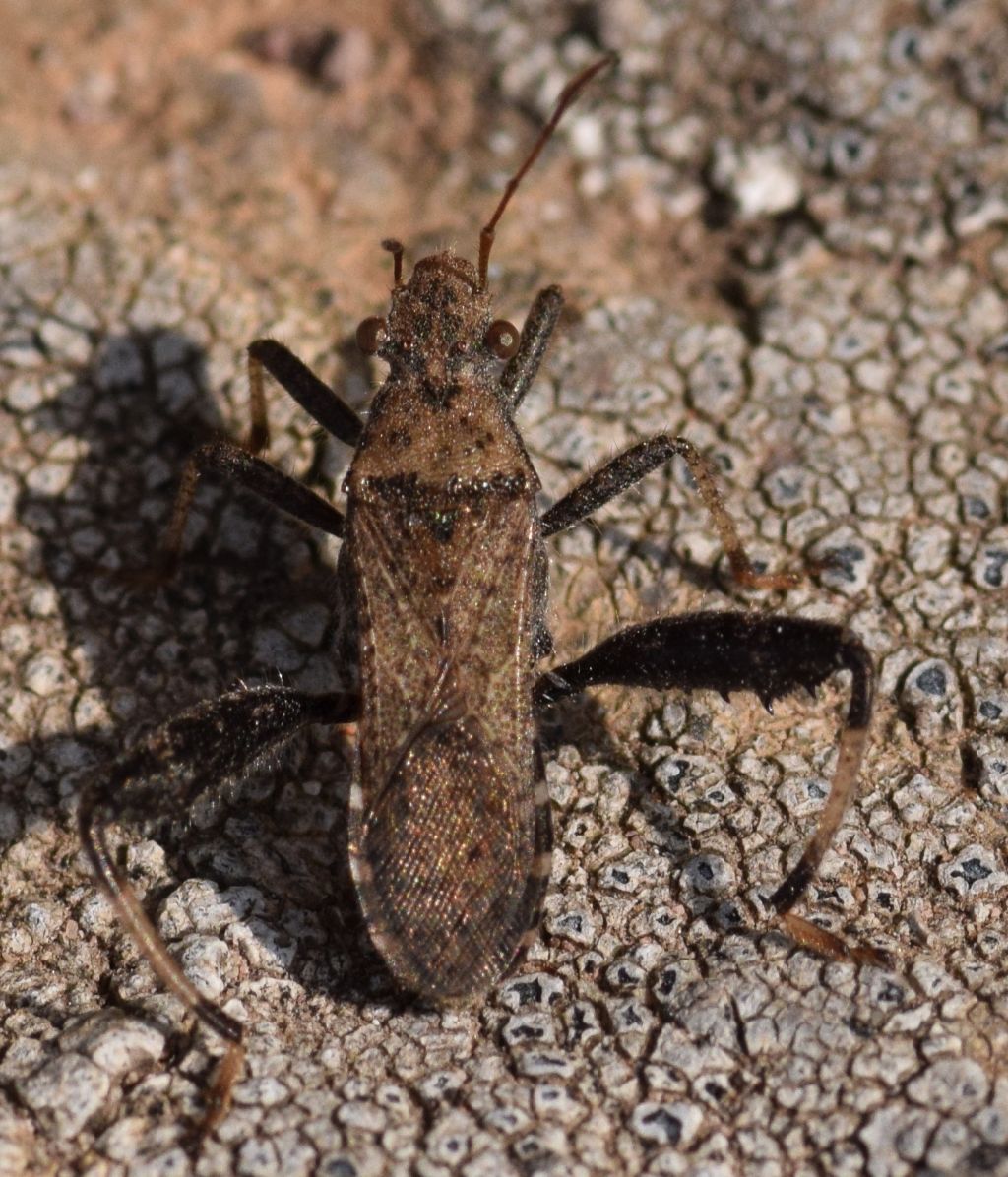 Heegeria tangirica (nymph and adult) from Turkey